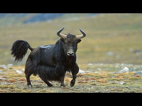 ДИКИЙ ЯК - огромный и очень агрессивный бык-скалолаз с шерстью козла и большими рогами!