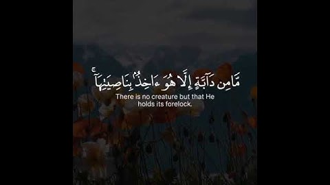 قرآن كريم بصوت القارئ ياسر الدوسري تلاوة خاشعة و مؤثر ارح قلبك 💚🌿حالة واتس إسلامية /استوري انستغرام