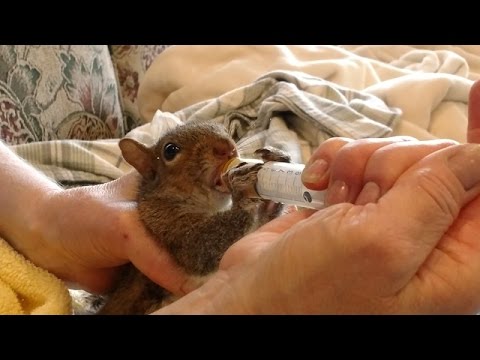 nature kpop Urgent Need to Help the Wild Ones!