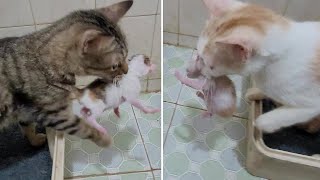 Two Mother Cats Carrying 8 Newborn Kittens to a New Place