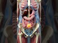 How Life Begins in Human Body | Fertilization Process Explained