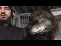 Канадский Волк сожрал шапку Коламбия, Canadian Wolf eaten Columbia hat, человек и волк ,крупный волк