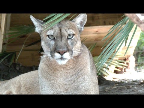 Video: Pet Scoop: Rilasciata una rara pantera della Florida, Cameraman rivela i momenti finali di Irwin