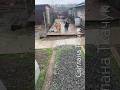 Притулок Світлани Ткачук, де проживає 450 хвостиків.Частина 2 #animals #dog #cat #собака #cat #кот
