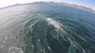 Blue Majesty | Great Whale Conservancy | Michael Fishbach