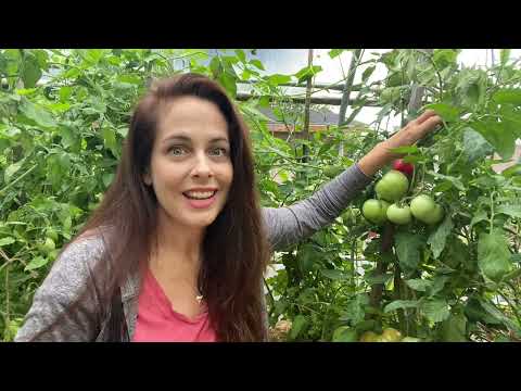 Video: Rajčata odolná vůči chorobám – informace o rostlinách rajčat odolných vůči chorobám