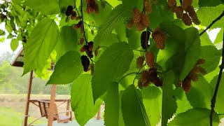 Harvesting Mulberries & Planting Sweet Potato Slips: A Delicious Day In The Garden