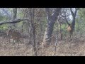 Lichtenstein´s Hartebeest (Sigmoceros lichtensteini)