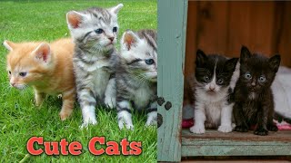 Baby Cats - Cute & Funny Cats Videos Compilation