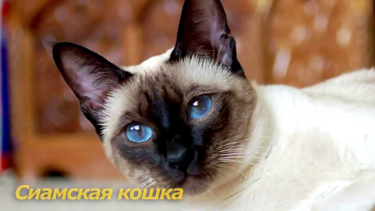 Сиамская Кошка Фото