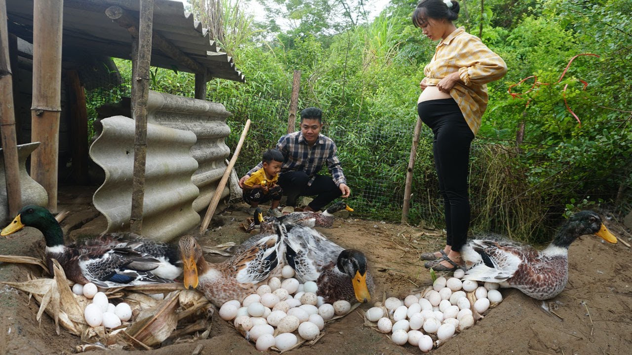 Build Nest For Ducks To Lay Eggs - Harvest Ducks Eggs Goes To Market Sell | Single Mother a New Life