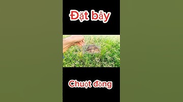 Bẫy chuột đồng theo đường mòn - dính chuột bự #datbaychuot #chuộtđồng #anhbahoatv