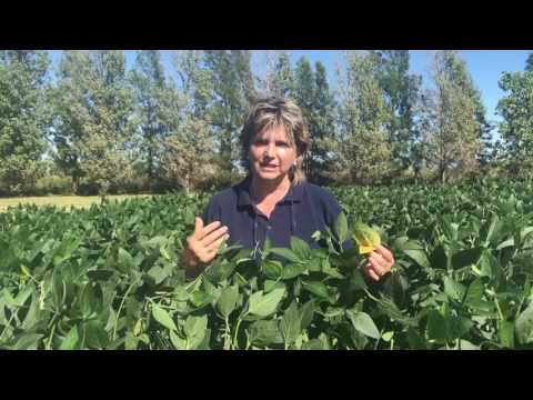 Video: Enfermedades de las plantas crucíferas: prevención y tratamiento de la mancha blanca en las verduras de hoja