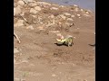 Butterflies on the Beach, Mud-puddling? #shorts #butterflies #puddling #nature #butterfly