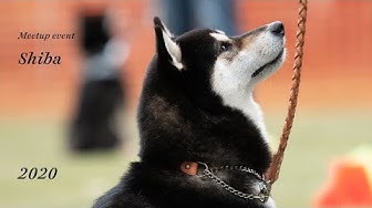 柴犬好きな人と繋がりたい Youtube