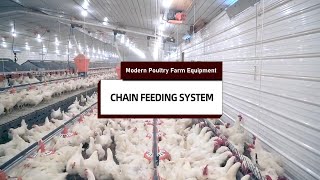 Poultry Farm Chain Feeding Line System