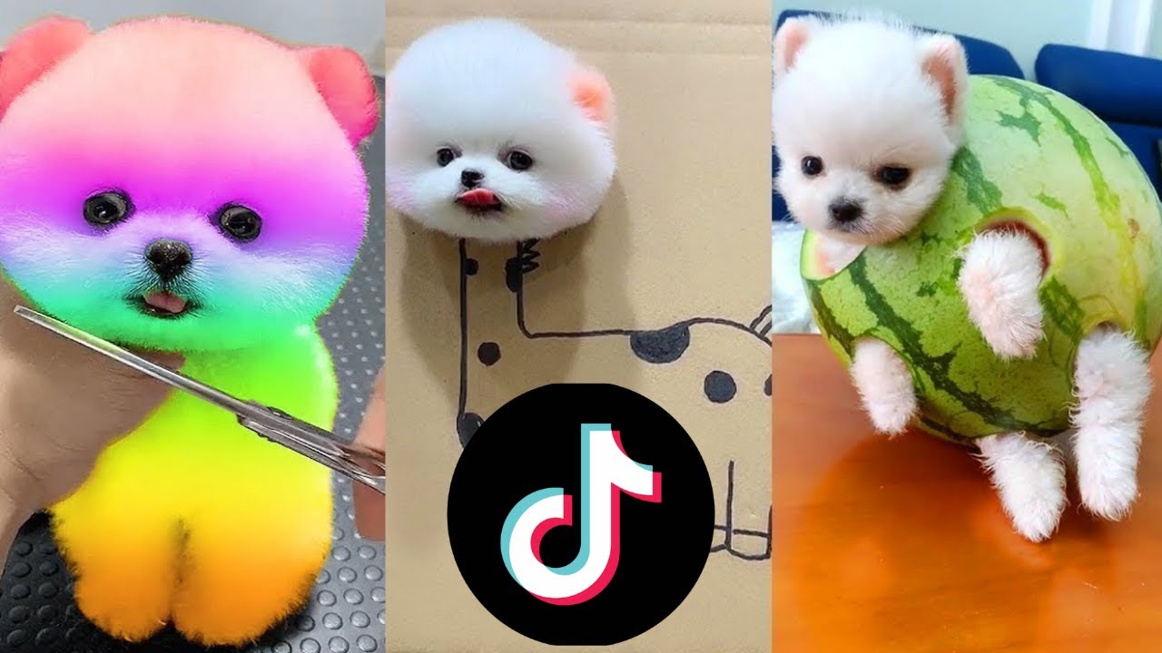 Funny Dogs of TikTok Compilation - Doggos Doing Funny Things TIK TOK #3 ...