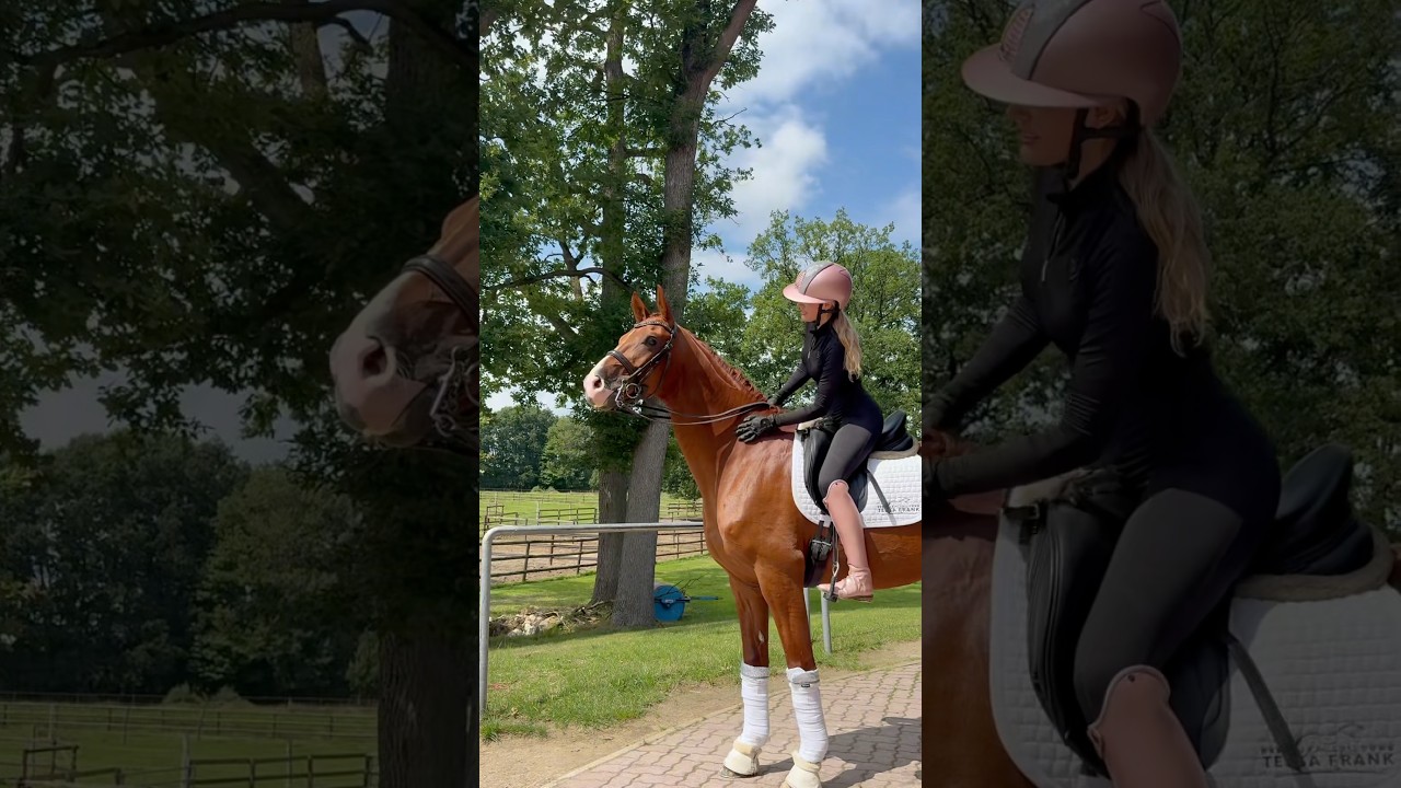 Ist dein Traumpferd dabei?🐴🔍für mehr Infos, Videos und Probereiten bei Tessa melden 01773424675 📲