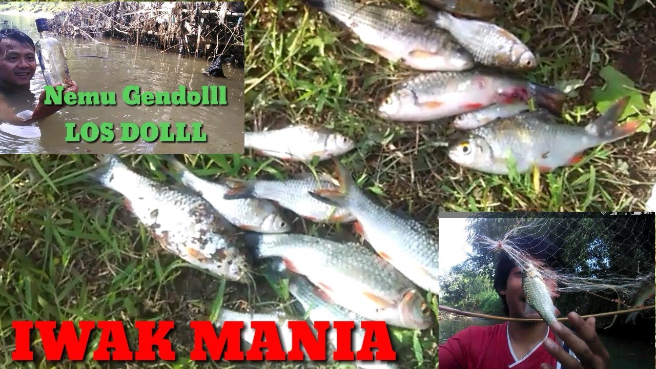 CARA MENJARING IKAN DI SUNGAI MUDAH || MENCARI IKAN BISA