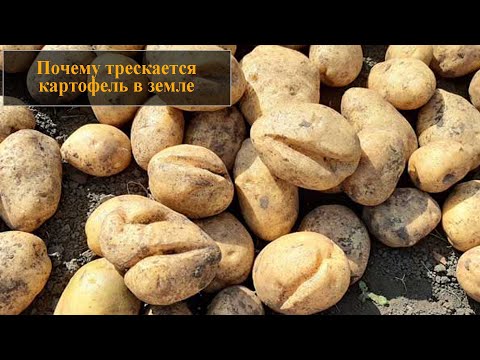 Почему трескается картофель в земле
