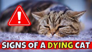 5 Warning Signs Your Cat May be Dying – Act Now! 🚨