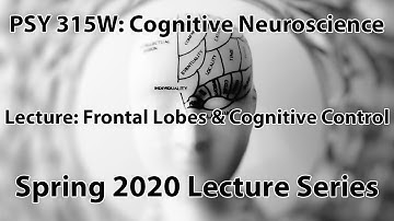 Frontal Lobes & Cognitive Control || Cognitive Neuroscience (PSY 315W)