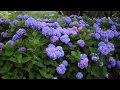 Morning Has Broken Covered By Chyi Yu齊豫 Morning Has Broken Covered By Chyi Yu齊豫
