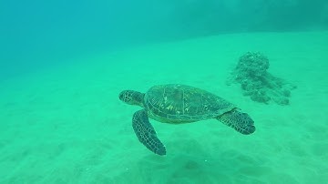 Ulua Beach, Maui (01-02-2019)