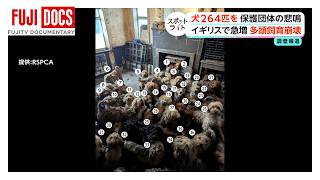 264匹の犬を救出…イギリスで急増する「多頭飼育崩壊」新たな要因とは【スポットライト】調査報道プロジェクト