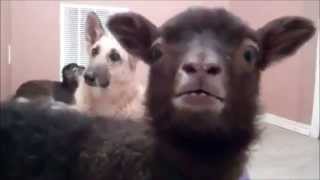 Lamb saying YEAH! Pulp Fiction edition!! LAMB FICTION