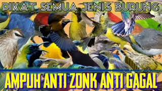 Suara Pikat Semua Jenis Burung Jernih Durasi Panjang 1 Jam