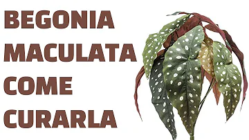 Come si fa a coltivare la peonia?