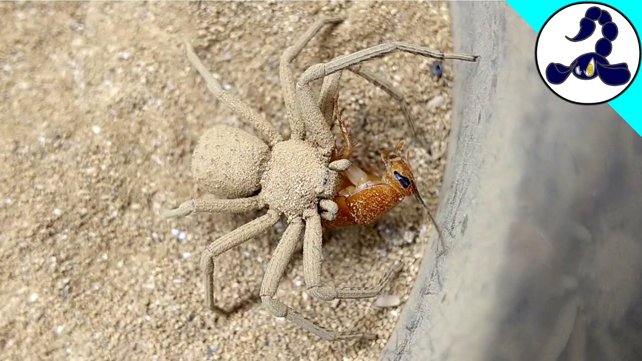 シックスアイドサンドスパイダー(シカリウス)の捕食 Six eyed sand