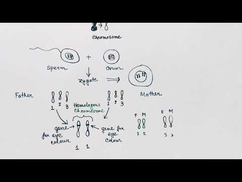 Video: Vai homologām hromosomām ir identiski gēni?