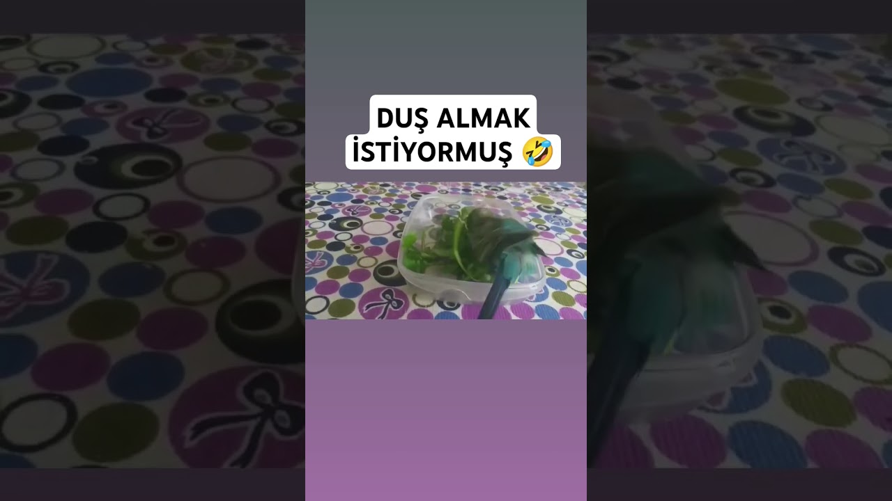 Duş Almak İstiyormuş 🤣 #muhabbetkusu #birds #muhabbetkuslari #muhabbetkuşufıstık #parrot #kuslar