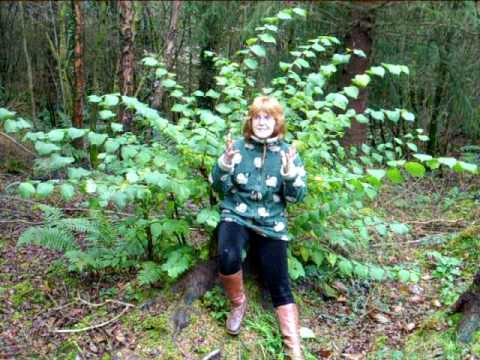 Arabella Melville talks about the Eternal Forest T...