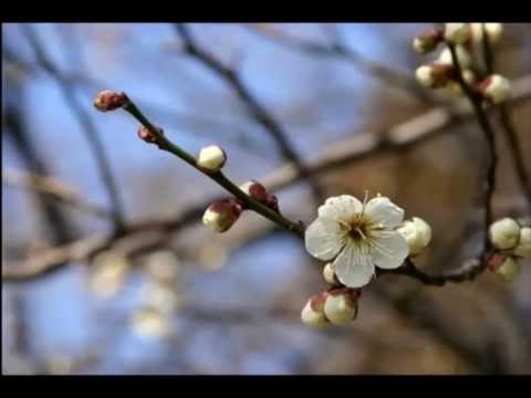 花 泣きなさい 笑いなさい カバー 民謡日本一 Youtube
