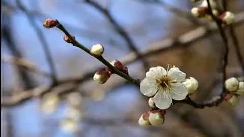花 泣きなさい 笑いなさい Mp3