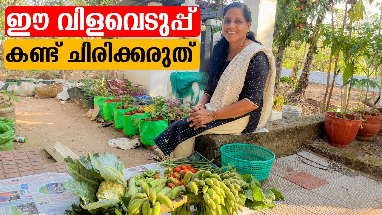 ഈ വിളവെടുപ്പ് കണ്ട് ചിരിക്കരുത് | Mini's Lifestyle