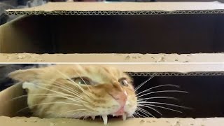 Cat With Itchy Fangs Bites Cardboard Box