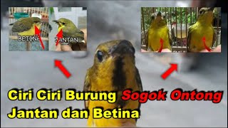 Ciri Ciri Burung Sogok Ontong Jantan dan Betina
