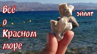 39🇮🇱Всё о Красном море! Эйлат. Обзор пляжей летом и зимой! Израиль! Eilat. Israel.