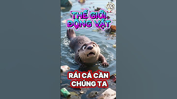 RÁI CÁ Đang "Kêu Cứu" – LÝ Do khiến bạn phải rơi nước mắt | Thế GIới Động Vật