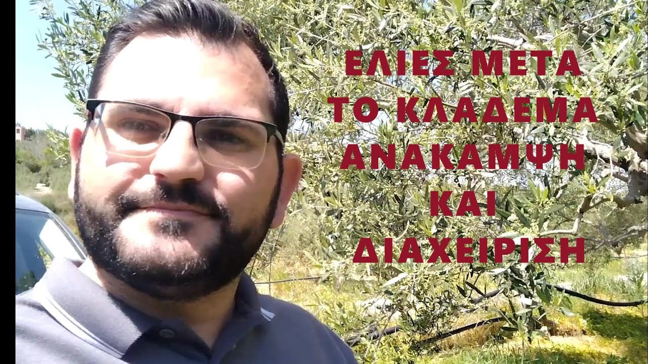 Ελιές μετά το ✌Κλάδεμα✌ - Τα ταλαιπωρημένα δέντρα ελιάς μετά από     2 Μήνες (PART 2)