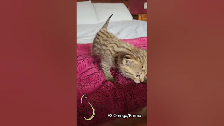 Video 7520341: f2 savannah kitten, cat savannahcat kitten