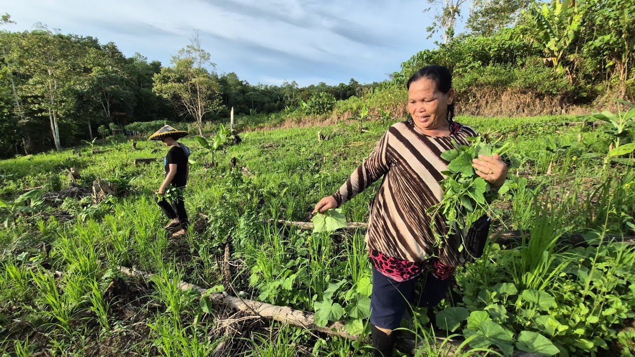 KEHIDUPAN MASYARAKAT TANI TRADISIONAL DI SUDUT IBUKOTA KALIMANTAN UTARA