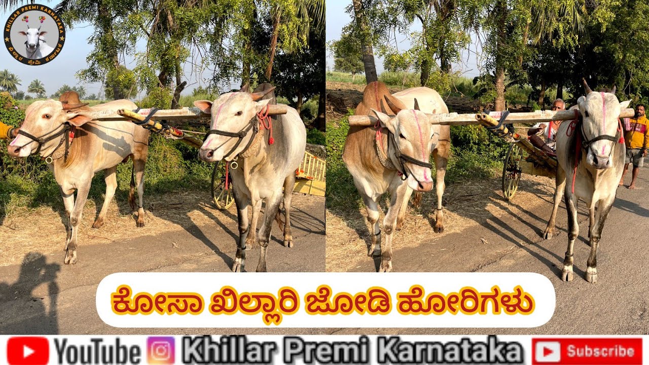Madeva Devagond Khillar Bulls ಮಾದೇವ ದೇವಗೊಂಡ ಅವರ ಖಿಲ್ಲಾರಿ ಹೋರಿಗಳು 🙏✨️❤️
