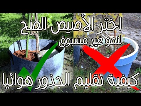 زراعة الأشجار في القماش ام البلاستيك احصل على نتائج مذهلة بخطوة بسيطة