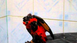 Lorius Lory Take A Bath