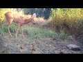 Piège photo : La Faune sauvage ardéchoise au point d&#39;eau 2 (chevreuils, blaireau, renard, rats,...)